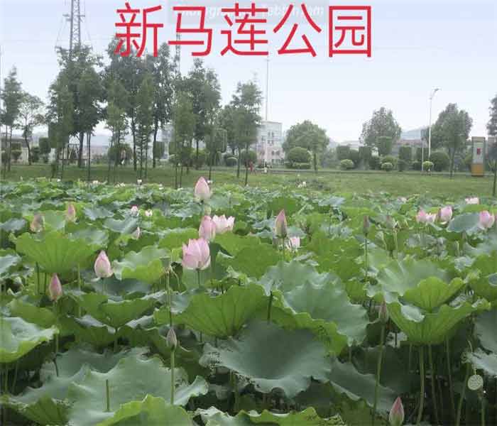 大朗小產權房： 金澤花園